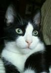 Tonys Avatar